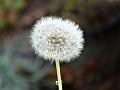 2014-0928-1450_Dandelion_24,1C